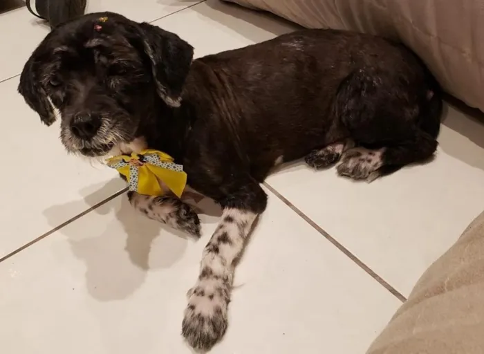 Cachorro ra a Mix de lhasa idade 5 anos nome Alice