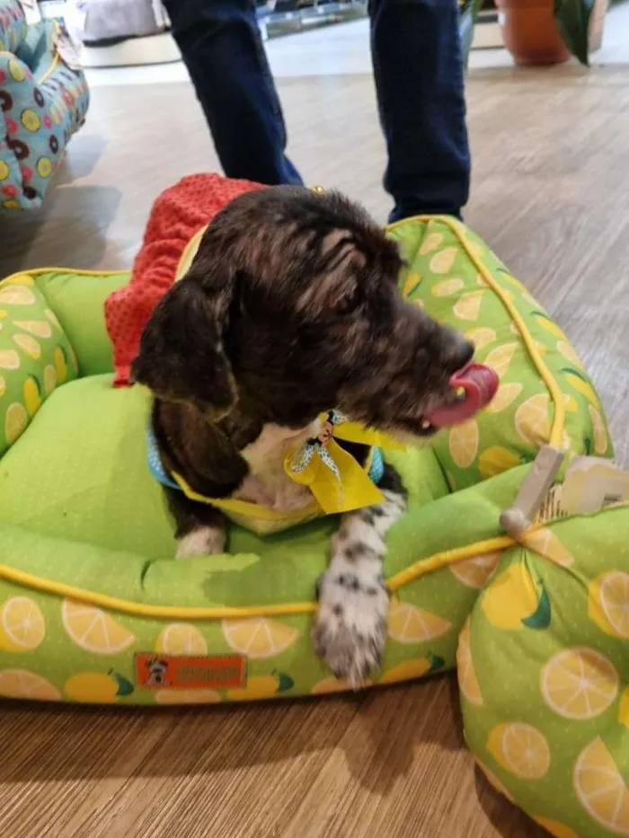 Cachorro ra a Mix de lhasa idade 5 anos nome Alice