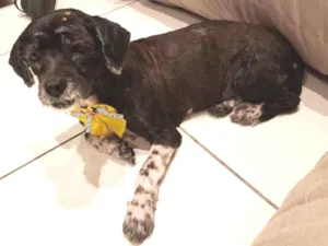 Cachorro raça Mix de lhasa idade 5 anos nome Alice