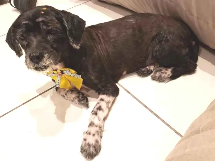 Cachorro ra a Mix de lhasa idade 5 anos nome Alice