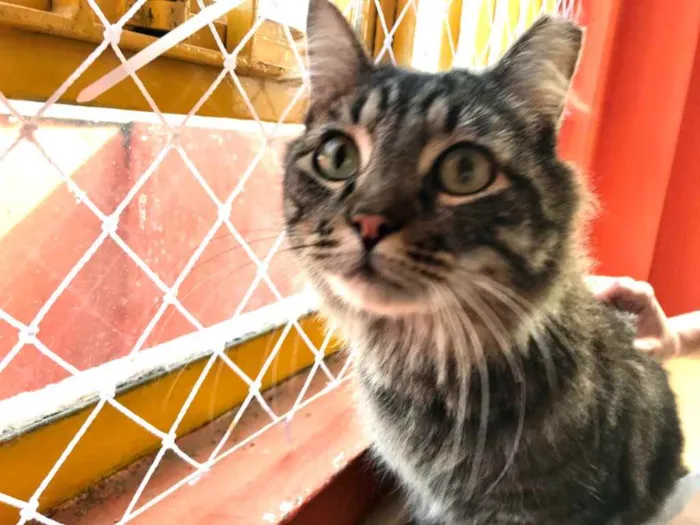 Gato raça Srd idade 1 ano nome Haruki um fofo 