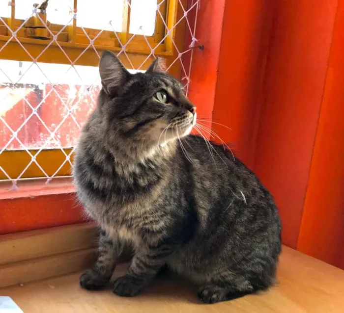 Gato raça Srd idade 1 ano nome Haruki um fofo 