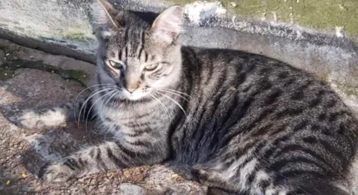 Gato raça Srd idade 1 ano nome Haruki um fofo 