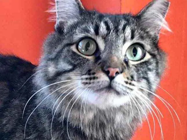 Gato raça Srd idade 1 ano nome Haruki um fofo 