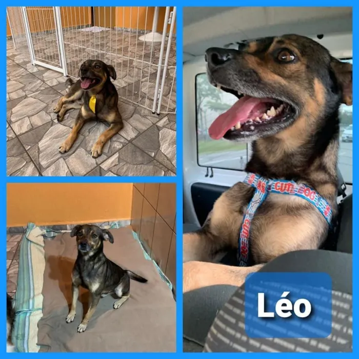 Cachorro ra a SRD-ViraLata idade 3 anos nome Léo