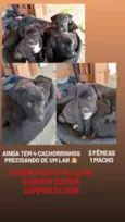 8 filhotes