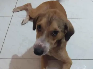 Cachorro raça  idade 1 ano nome Billy