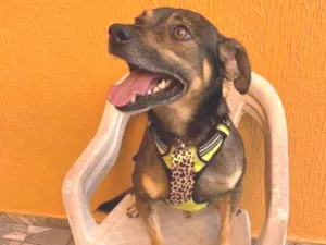 Cachorro raça SRD-ViraLata idade 3 anos nome Léo