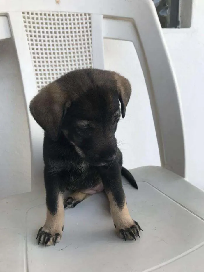 Cachorro ra a SRD-ViraLata idade  nome Filhotinha