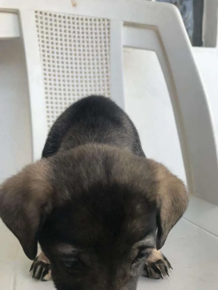 Cachorro ra a SRD-ViraLata idade  nome Filhotinha