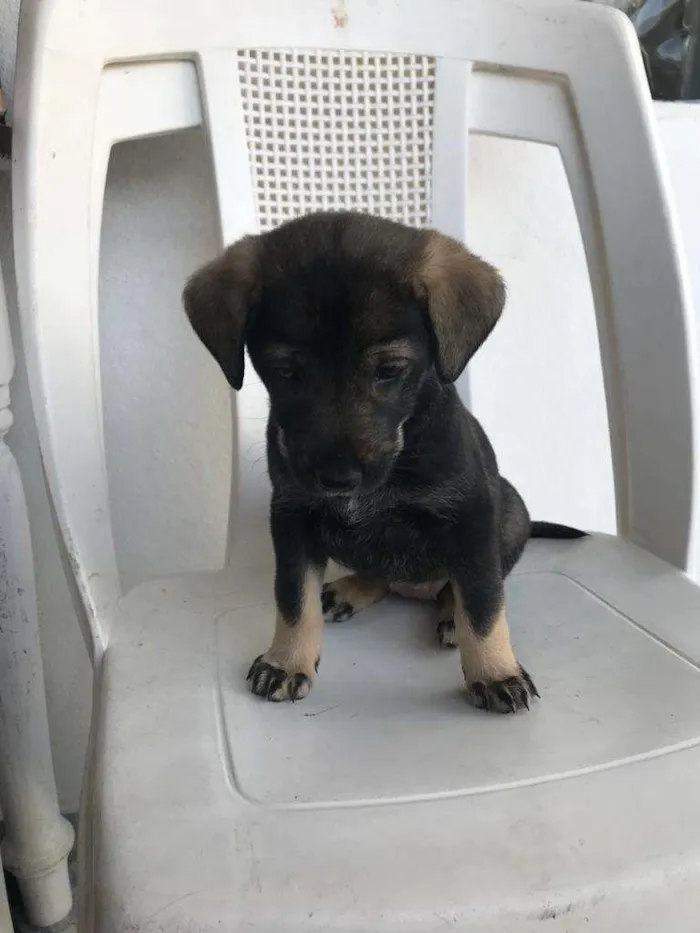 Cachorro ra a SRD-ViraLata idade  nome Filhotinha