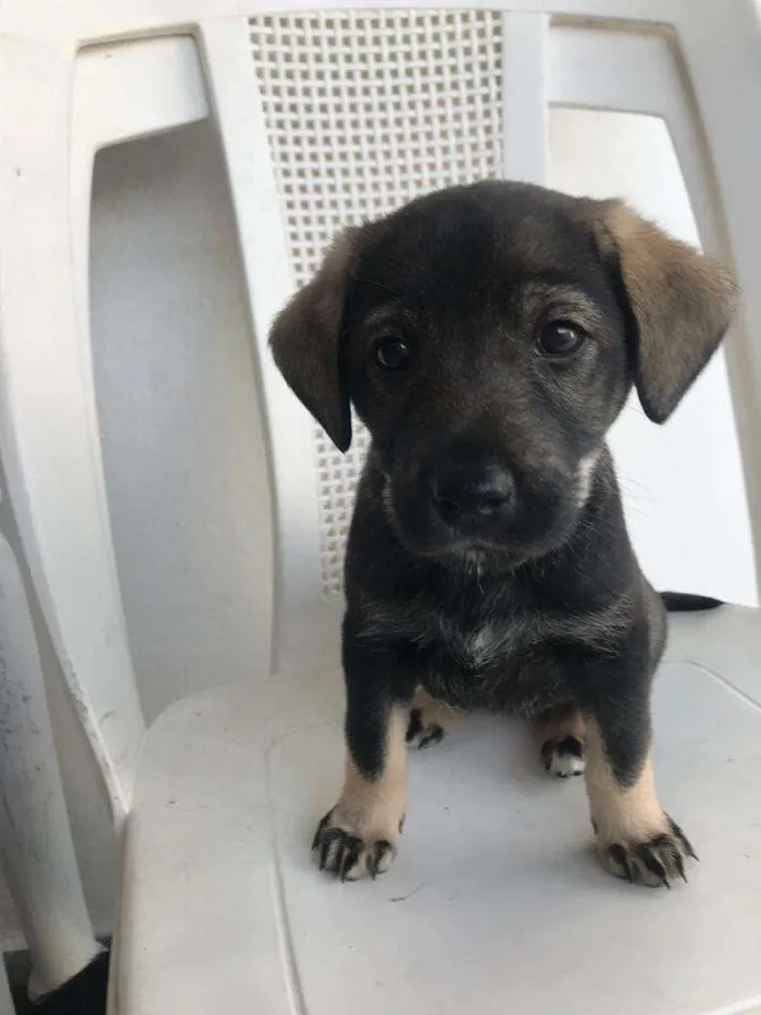 Cachorro ra a SRD-ViraLata idade  nome Filhotinha