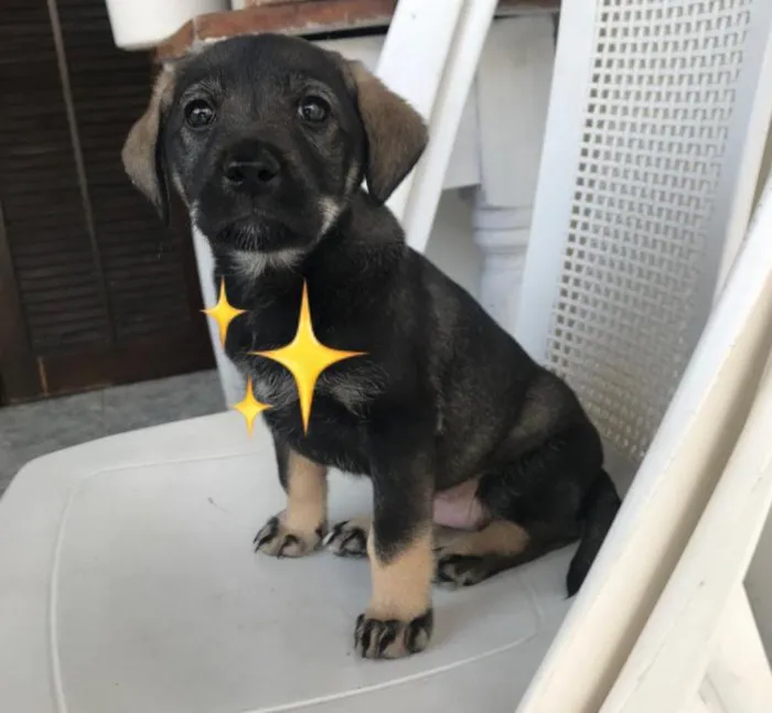 Cachorro ra a SRD-ViraLata idade  nome Filhotinha