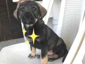 Cachorro raça SRD-ViraLata idade  nome Filhotinha