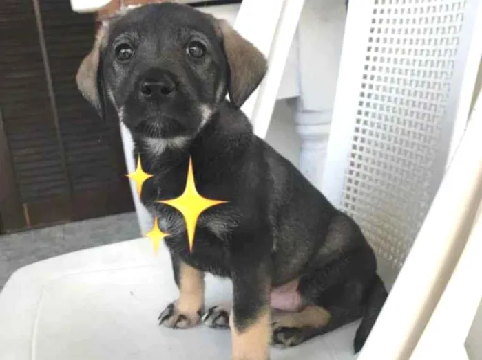 Cachorro ra a SRD-ViraLata idade  nome Filhotinha