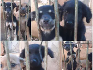 Cachorro raça srd idade 2 a 6 meses nome sem nome