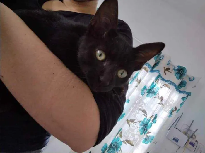Gato raça  idade Abaixo de 2 meses nome Pelé