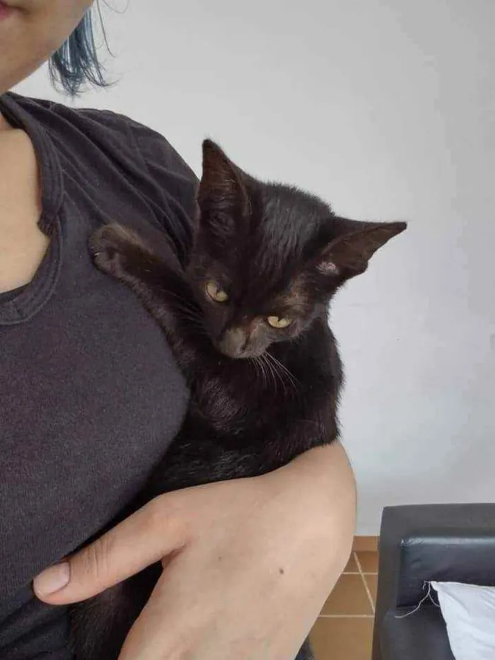 Gato raça  idade Abaixo de 2 meses nome Pelé