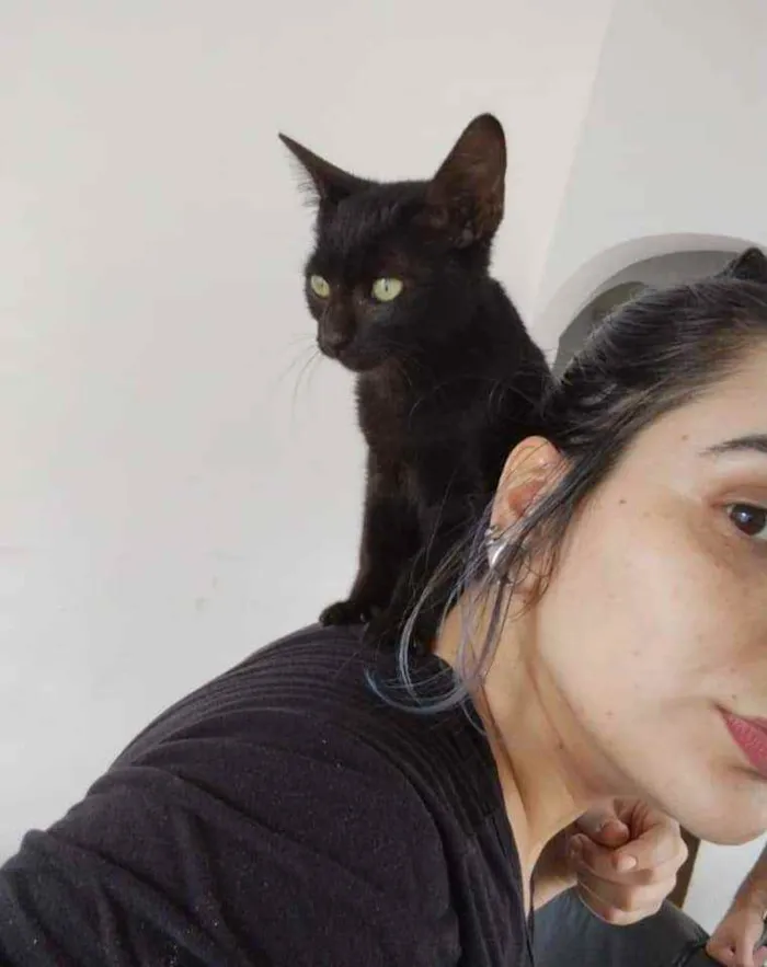 Gato raça  idade Abaixo de 2 meses nome Pelé