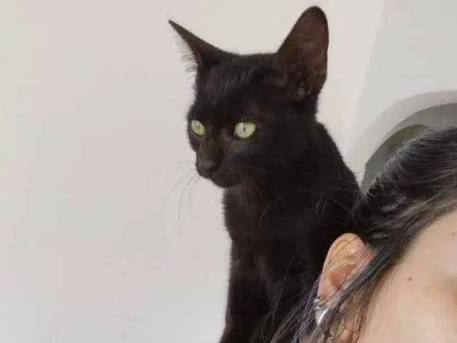 Gato raça  idade Abaixo de 2 meses nome Pelé