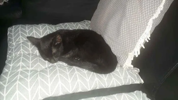Gato raça  idade Abaixo de 2 meses nome Pelé