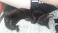 Pelé