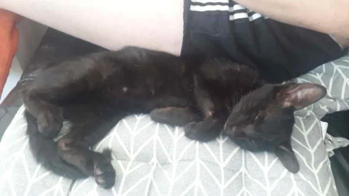 Gato raça  idade Abaixo de 2 meses nome Pelé