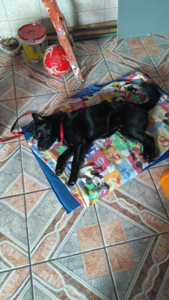 Cachorro ra a Vira lata idade  nome Petinho