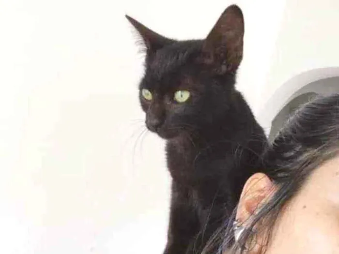 Gato raça  idade Abaixo de 2 meses nome Pelé
