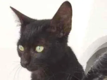 Gato raça  idade Abaixo de 2 meses nome Pelé