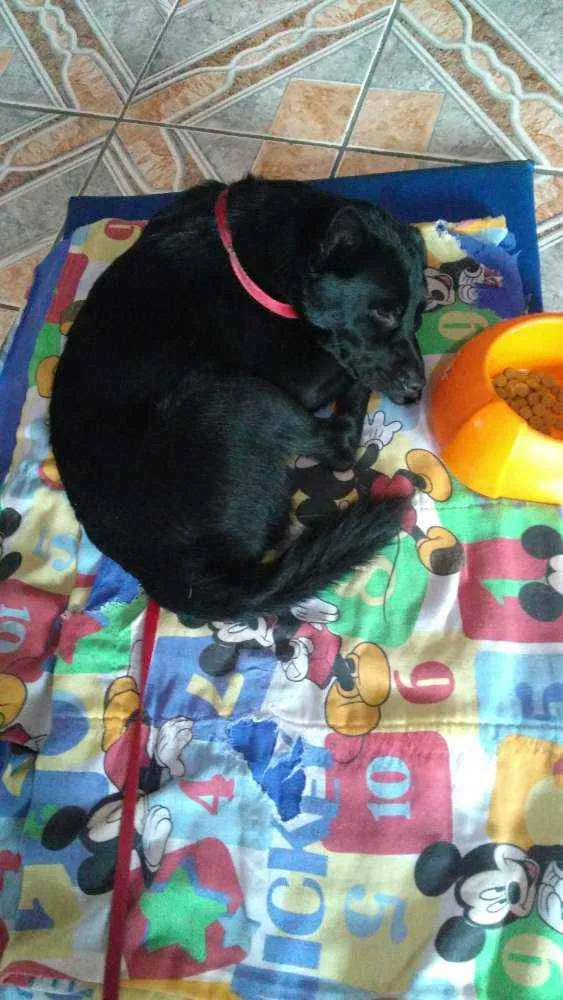 Cachorro ra a Vira lata idade  nome Petinho