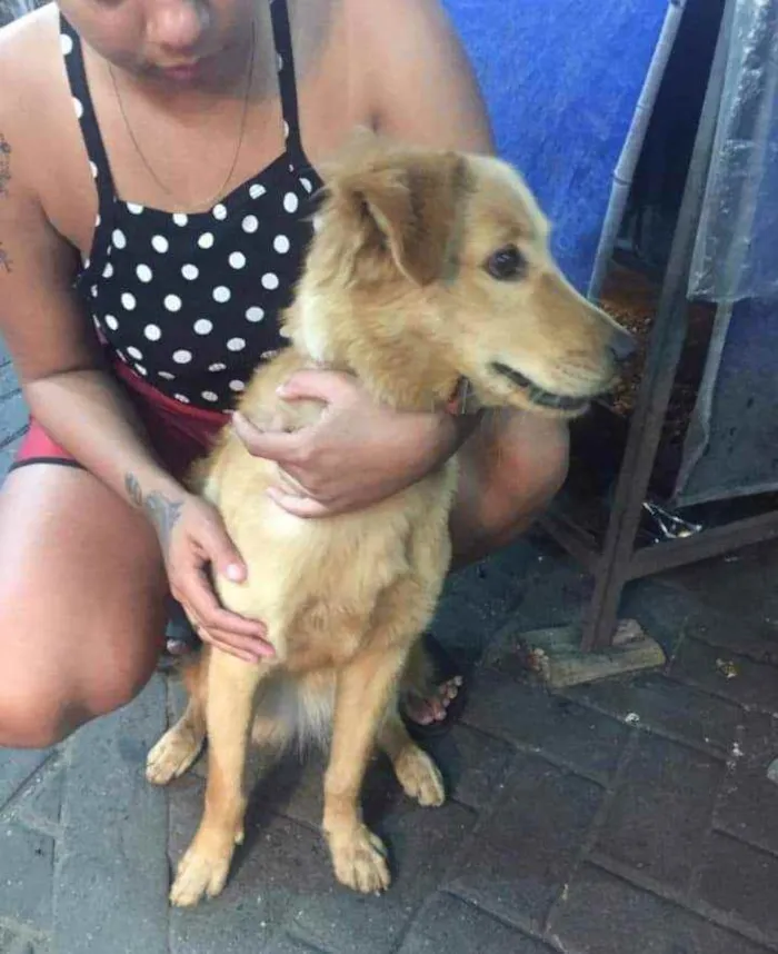 Cachorro ra a SRD idade 7 a 11 meses nome Pitchula