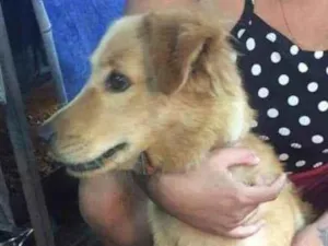 Cachorro raça SRD idade 7 a 11 meses nome Pitchula