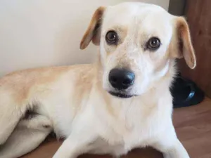 Cachorro raça Sem raça definida idade 2 anos nome Ralph 