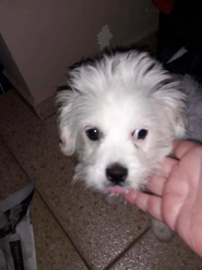 Cachorro ra a Indefinida  idade 2 a 6 meses nome Paçoca 