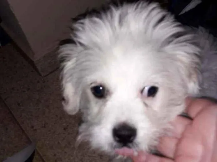Cachorro ra a Indefinida  idade 2 a 6 meses nome Paçoca 