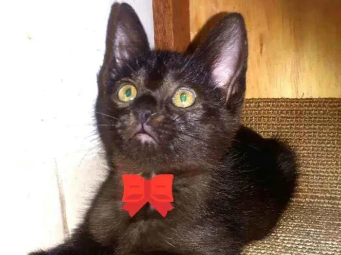 Gato raça  idade 2 a 6 meses nome Hugo filhote 