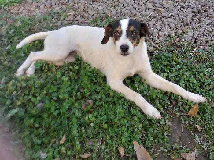 Cachorro ra a Indefinido idade Abaixo de 2 meses nome Dora