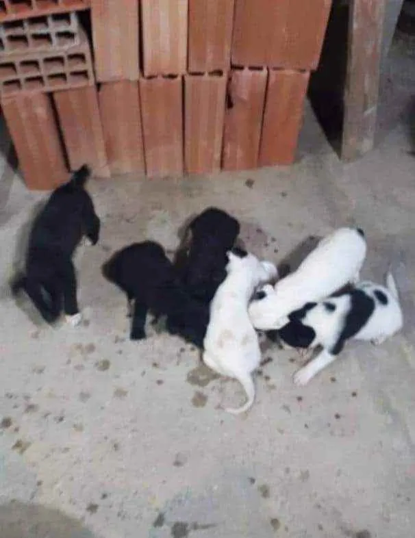 Cachorro raça SRD idade Abaixo de 2 meses nome Filhotes 