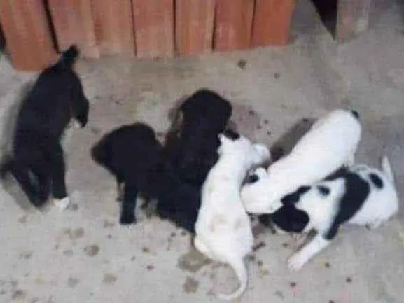 Cachorro raça SRD idade Abaixo de 2 meses nome Filhotes 