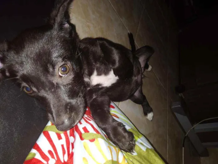 Cachorro raça sem raça definida idade 2 a 6 meses nome sem nome ainda