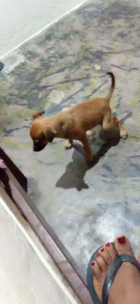 Cachorro ra a Vira lata idade 2 a 6 meses nome Zeus