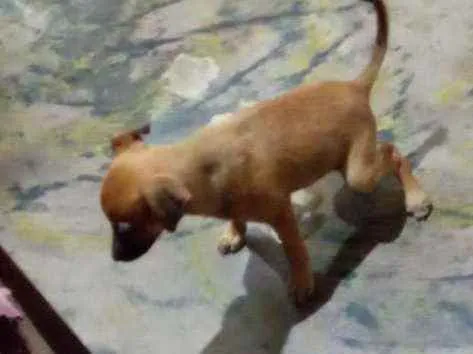 Cachorro ra a Vira lata idade 2 a 6 meses nome Zeus