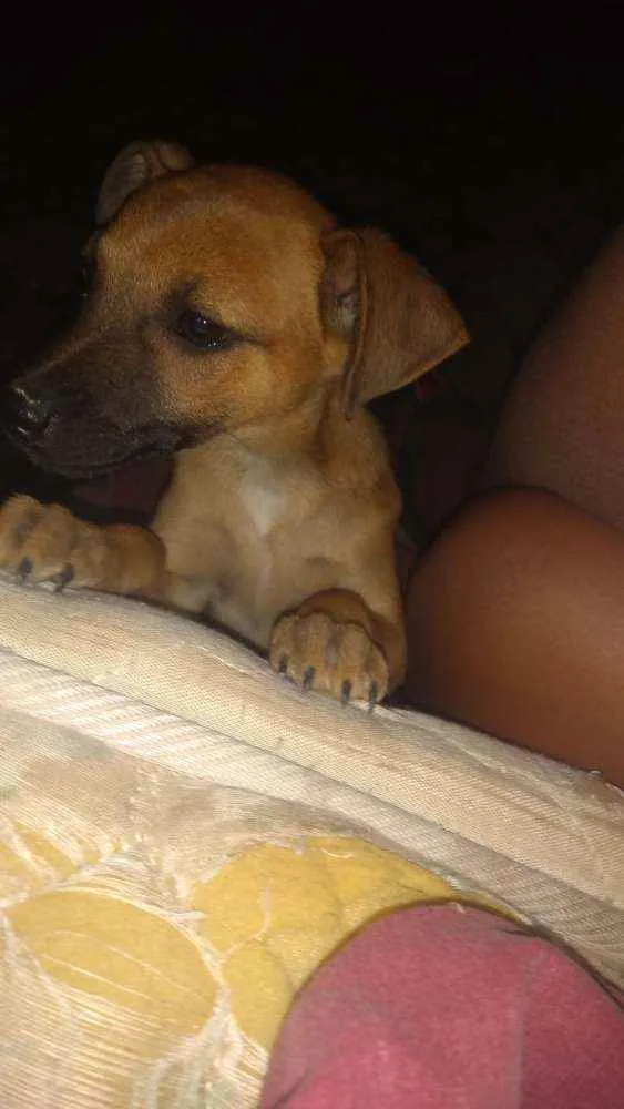 Cachorro ra a Vira lata idade 2 a 6 meses nome Zeus