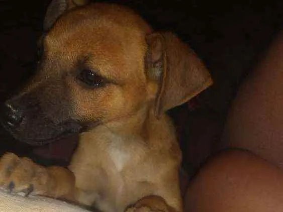 Cachorro ra a Vira lata idade 2 a 6 meses nome Zeus