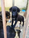 Cachorro raça Srd idade 2 a 6 meses nome Pretinha