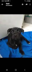 Cachorro raça SRD idade 2 a 6 meses nome Filhotes Hanna
