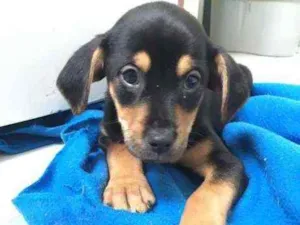 Cachorro raça SRD idade 2 a 6 meses nome Filhotes Hanna