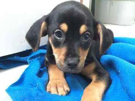 Cachorro raça SRD idade 2 a 6 meses nome Filhotes Hanna