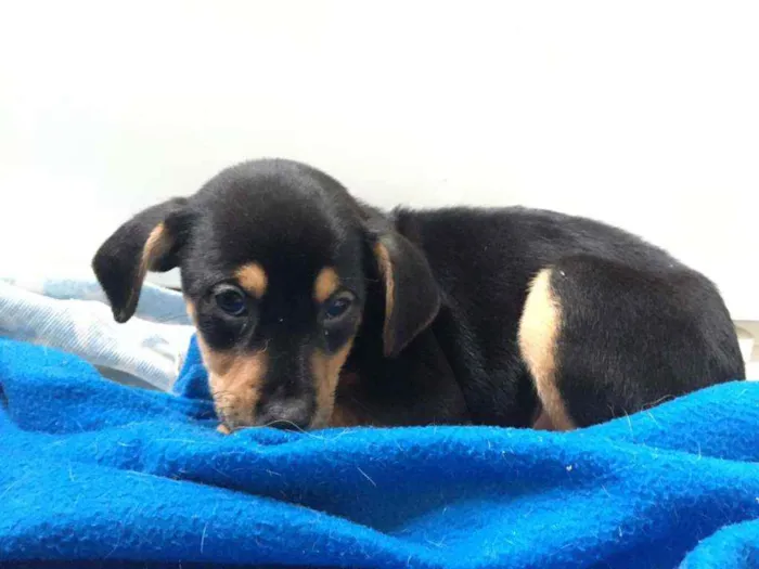 Cachorro raça SRD idade 2 a 6 meses nome Filhotes Hanna